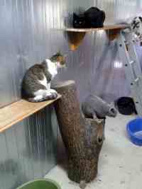 Intérieur du box commun chats